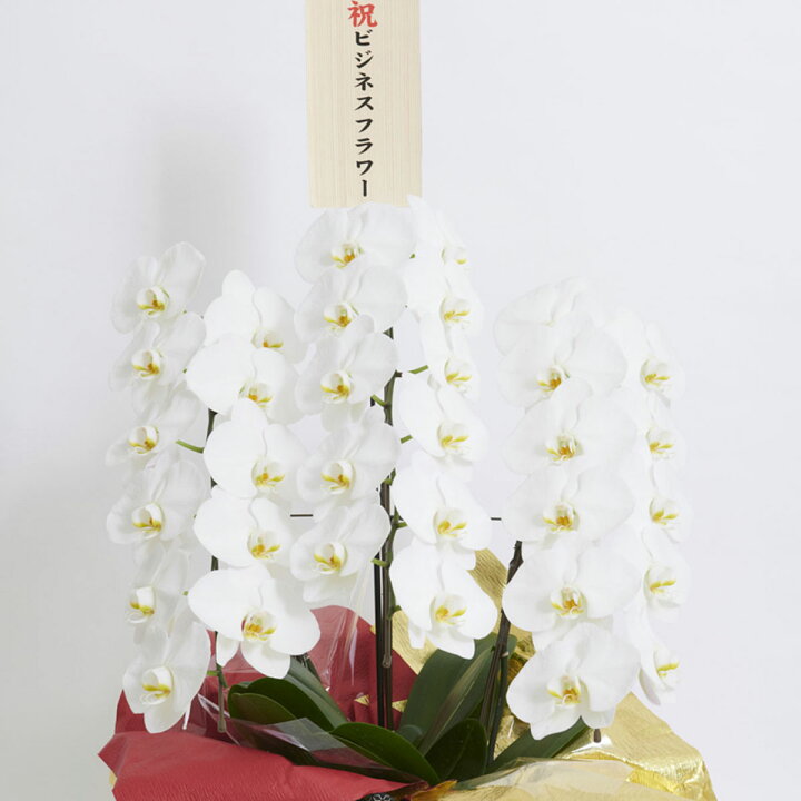 新作 こだわりラッピング 豪華絢爛 雅 胡蝶蘭 3本立 白 3万円コース Zurique Com Br