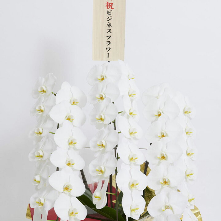 新作 こだわりラッピング 豪華絢爛 雅 胡蝶蘭 3本立 白 3万円コース Zurique Com Br