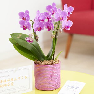 古希 胡蝶蘭の人気商品 通販 価格比較 価格 Com