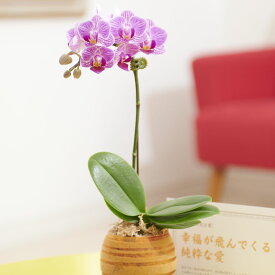 楽天市場 古希 祝い 鉢花 花 観葉植物 花 ガーデン Diyの通販