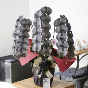 yzJ[Ӓ@ - irodori -@3{33ֈȏてtiubNjj   Ӓ R`E 傤 h] i ސE t[Mtg  v[g 蕨 