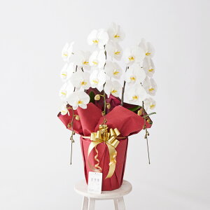 yzm6炫nӒ3{ij@2~R[Xi36`39֒xjӒ R`E   aj j j t[Mtg v[g 蕨 Sz D 