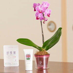 ԂƃMtg̃Zbg@Ӓ~fBi܂jƃnhN[iӒmTNn̍j v[g 蕨 Sz  bZ[WJ[h