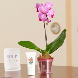 ԂƃMtg̃Zbg@Ӓ~fBi܂jƃnhN[iӒmpvJn̍j v[g 蕨 Sz  bZ[WJ[h