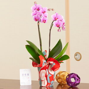 Ӓ~fBi܂j@C~dmցna 吳} Yn  v[g 蕨 Sz  bZ[WJ[h