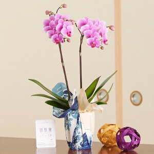 Ӓ~fBi܂j@C~dmxԎO\Zi@_ސ쉫Qna   Yn  v[g 蕨 Sz  bZ[WJ[h