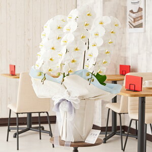 胉bsOmACV[u[nӒ@3{ij@36`39֒xӒ R`E   aj j v[g 蕨 Sz D bZ[WJ[h 