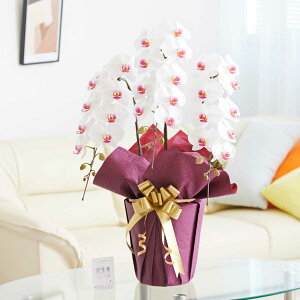 【送料無料】電報・祝電付き 胡蝶蘭3本立(リップ) 2万円コース(30〜33輪程度)※台紙:ピンク胡蝶蘭 コチョウラン 鉢花 お花 誕生日祝い 結婚祝い お祝い フラワーギフト プレゼント