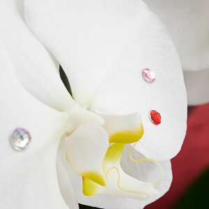 【送料無料】ストーン装飾 胡蝶蘭5本立(白) 50輪程度お祝い お花 生花 胡蝶蘭 コチョウラン こちょうらん 就任 栄転 昇進 退職 フラワーギフト 贈答 プレゼント 贈り物 全国配送 立札無