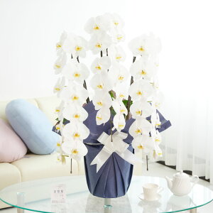 豪華胡蝶蘭3本立(白) 2万円コース(39〜42輪程度)胡蝶蘭 コチョウラン 鉢花 お花 誕生日祝い 結婚祝い お祝い フラワーギフト プレゼント 贈り物 全国配送 立札無料 メッセージカード無