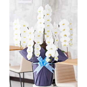 �Ӓ���5�{���i���j�@2.5���~�R�[�X�K�i�i50�`55�֒��x�j�����y �R�X�p �R�X�g�p�t�H�[�}���X �A�C�j�� ���i�j�� �ސE�j�� ���I�j�� �J�X�j�� �J�Əj�� ���蕨 �t�����[�M�t�g �v���[���g ��