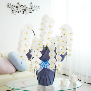 Ӓ5{ij 3~R[Xi55`60֒xj Ӓ R`E   aj j j t[Mtg v[g 蕨 Sz D bZ[WJ[