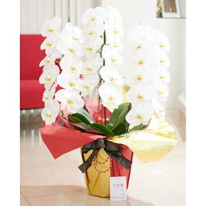 胉bsOm؈ࣁEnӒ@3{ij@30`33֒xӒ R`E   aj j v[g 蕨 Sz D bZ[WJ[h 