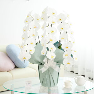 Iׂ3F Ӓ3{ 1.5~R[Xi36`39֒xj Ӓ R`E   aj j j t[Mtg  RXp 蕨 Sz bZ[WJ[h