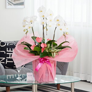 胡蝶蘭 寄せ植え 胡蝶蘭3本立(白)とアンスリウム(ピンク)観葉植物 お祝い インテリア 室内 フラワーギフト 贈答 オフィス ショールーム 楽屋 贈り物 産地直送 全国配送 送料無料 立