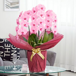 胡蝶蘭 寄せ植え 胡蝶蘭3本立(ピンク)とおまかせ観葉植物観葉植物 お祝い インテリア 室内 フラワーギフト 贈答 オフィス ショールーム 楽屋 贈り物 産地直送 全国配送 送料無料 立札