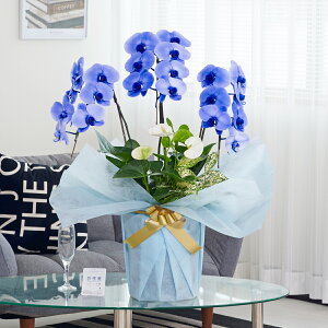 胡蝶蘭 寄せ植え 胡蝶蘭3本立(ブルー)とアンスリウム(白)観葉植物 お祝い インテリア 室内 フラワーギフト 贈答 オフィス ショールーム 楽屋 贈り物 産地直送 全国配送 送料無料 立