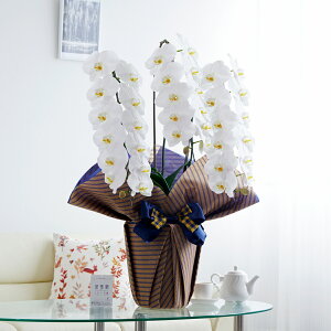 胉bsOmX[cXgCvnӒ 3{ij 36`39֒xӒ R`E   aj j v[g 蕨 Sz D bZ[WJ[h 