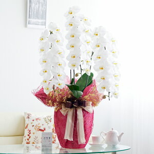 胉bsOmfBbVCnӒ 3{ij 36`39֒xӒ R`E   aj j v[g 蕨 Sz D bZ[WJ[h