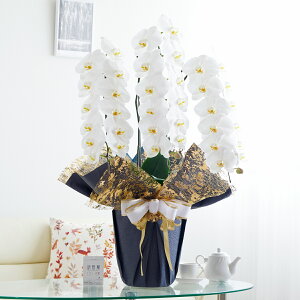 胉bsOmNbV[eCXgnӒ 3{ij 36`39֒xӒ R`E   aj j v[g 蕨 Sz D bZ[WJ[h