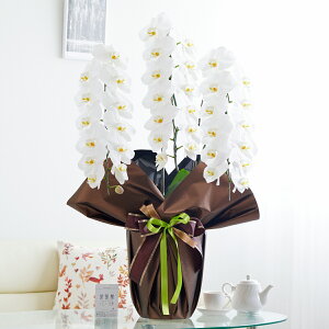 胉bsOmKg[IynӒ 3{ij 36`39֒xӒ R`E   aj j v[g 蕨 Sz D bZ[WJ[h 