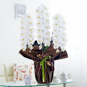 胉bsOmKg[IynӒ 3{ij 42`51֒xӒ R`E   aj j v[g 蕨 Sz D bZ[WJ[h 