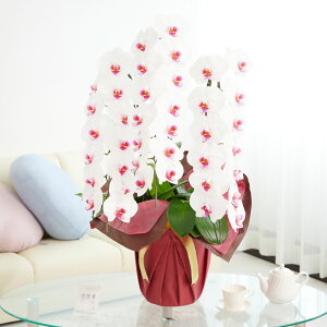 豪華胡蝶蘭3本立(リップ) 2万円コース(39〜42輪程度)送料無料 胡蝶蘭 コチョウラン 鉢花 お花 誕生日祝い 結婚祝い 開業祝い お祝い フラワーギフト プレゼント 贈り物 全国配送 立札無