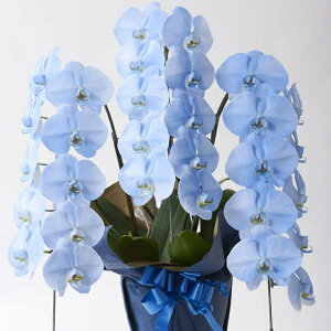 J[Ӓ@ʁ@-@irodori@-@3{30ֈȏiCgu[jaj j JXj ACj j Vzj zj wj AEj ސEj 蕨 t[Mtg 