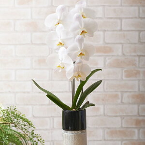 yzӒ@1{iVo[jӒ R`E   aj j j t[Mtg v[g 蕨 Sz D bZ[WJ[h 