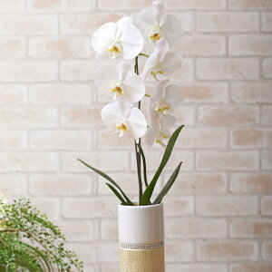 yzӒ@1{iS[hjӒ R`E   aj j j t[Mtg v[g 蕨 Sz D bZ[WJ[h 