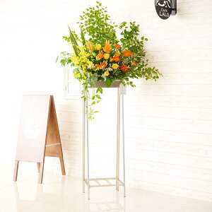 yzzn聄fUCi[YX^hԁ@p^Cv@CG[IWj@i ƑnI I fUC t t[Mtg  v[g 蕨 Sz 