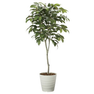 yzԃA[gEϗtA@R[q[c[1.8j A[eBtBVt[  G} L R h C t[Mtg  v[g 蕨 Sz D