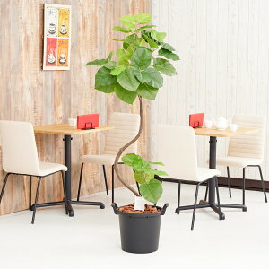 yzԃA[gEϗtA@CeAEx[^1.65j A[eBtBVt[  G} L R h C t[Mtg  v[g 蕨 Sz