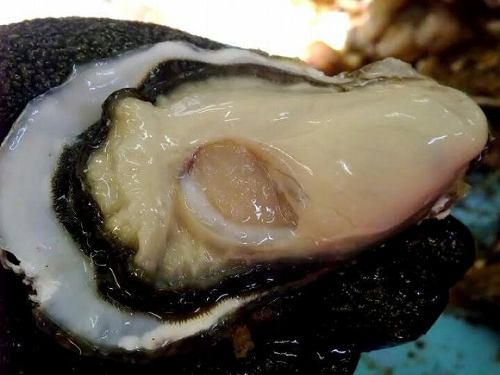 楽天市場】殻付き生牡蠣 岡山県 邑久町産 曙牡蠣 | 一斗缶100個以上(10kg) 生食可 牡蠣むきナイフ、軍手付き お歳暮 送料無料殻付き牡蠣 殻付き カキ かき 牡蛎 牡蠣一斗缶 海鮮 バーベキュー BBQ : 備前焼とグルメの店七-nana- 楽天市場】殻付き生牡蠣 岡山県 邑久町産 曙牡蠣 | 一斗缶100個以上(10kg) 生食可 牡蠣むきナイフ、軍手付き お歳暮 送料無料殻付き牡蠣 殻付き カキ かき 牡蛎 牡蠣一斗缶 海鮮 バーベキュー BBQ : 備前焼とグルメの店七-nana-