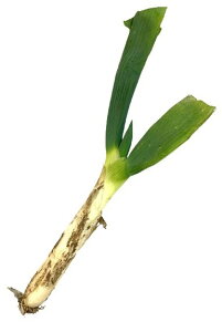 yzys꒼szQnق@mc˂iɂ˂jLTCY@1{@100g@x2Zbgy①z