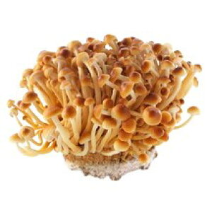 yzys꒼sz쌧ق@̖ؑ@PC@100g@x2Zbgy①z