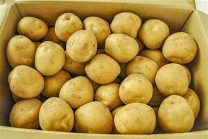 ys꒼szƖpE@kCق@Ⴊ@LTCY@10kgiP[Xjy①z