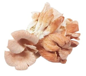 yzys꒼sz쌧ق@ƂFЂ@PC@100g@x2Zbgy①z