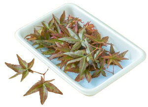 ys꒼szÉق@gti݂jԁ@PC@10@x4Zbgy①z