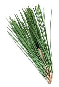 yzys꒼szHcق@t@PC@50g@x2Zbgy①z