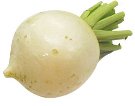 【送料無料】【朝市場直行】京都ほか　聖護院かぶ（しょうごいんかぶ）1個　約1kg　x2個セット【冷蔵】