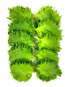 ys꒼szmق@Ɩp@tij1i10jx10Zbgy①z