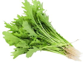 【朝市場直行】茨城県ほか　からし菜（リーフマスタード）PC　約50g　x6個セット【冷蔵】