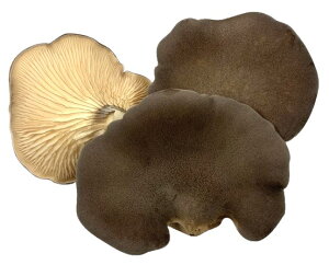 ys꒼sz쌧ق@ё@65g`100gy①z