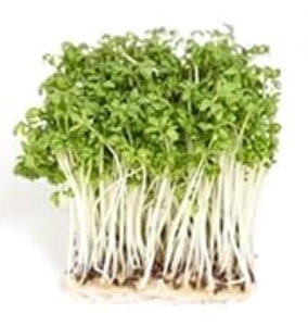 yzys꒼sz_ސ쌧ق@NXXvEg@PC@50g@x2Zbgy①z