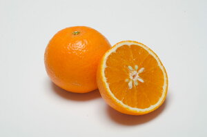 【朝市場の新鮮野菜】清美オレンジ　Lサイズ（約200g）1個【冷蔵】