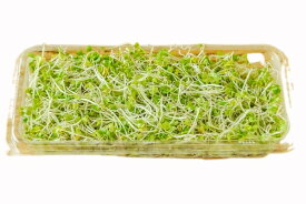 【朝市場直行】つま・飾り　ブロッコリースーパースプラウト　千葉県ほか　50g位【冷蔵】