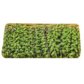 【朝市場直行】つま・飾り　穂じそ（M）愛知県【冷蔵】