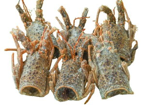 ys꒼szGr@uX^[CVwbhiɐCVjAJق@0.9-1.1kgʁyⓀz384723