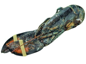 ys꒼szGr@オI}[CV@Ji_ق@400-500gʁyⓀz2114